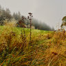 Morgentau im Frankenwald, Bayern 2962
