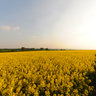Rape Seed Crop