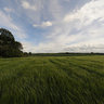 Barley Crop