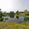 Sacred Lotus Lake, Nelumbo nucifera, Volga Akhtuba floodplain
