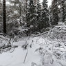Winter forest