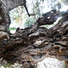 Inside the monumental olive tree of Vouves