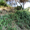 Cobbled road near the olive tree mouseum in Vouves