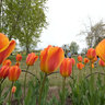 Canadian Tulips Festival