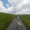 Schafe bei Jemgum, Ostrfriesland