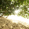 White Sand Beach under a tree