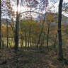 SPAIN ASTURIAS PONGA TANDA OAK WOOD
