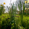 Daffodils
