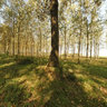 An oak among the poplars