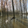 Po river - Flooding  November 2011