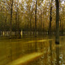 Flooded poplar