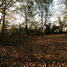 Inside the wood Leurent