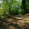 Inside the wood of Heron park