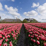 Tulpenveld Zijldijk
