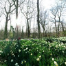 Daffodils at Parc de Sceaux