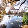Sheffield Park Middle Lake