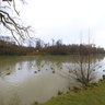 Benbow Pond West side - Cowdray Park - Midhurst