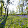 Bluebell Woods In Sussex