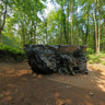 Forest Of Dean Echo