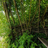 The Weir Dome