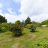 Emmets Garden Tree Walk