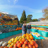 Slindon Pumpkin Shop West Sussex England Uk