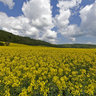 Rapeseed field