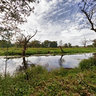 Rogalin Landscape Park  #1