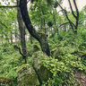 Lesko - Jewish cemetery #1