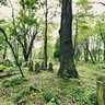 Lesko - Jewish cemetery #2