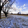Krakow - Rybitwy Willows #1