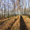 Buczyna - Nature Reserve #1