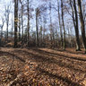Buczyna - Nature Reserve #2