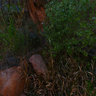 Grand Canyon GigaView #18 - Shinumo Creek