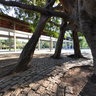 Big ficus tree in Ibirapuera Park
