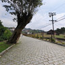 Pau da Missa - Paranapiacaba