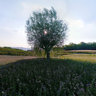 Campo di trifoglio