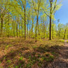 Springtime in the forest