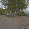 Old Oak in Lenin' park