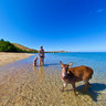 A Deer In The Lagoon