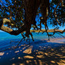 Under A Tree At Low Tide