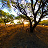 Ovis Aries at Dusk