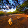 Sheep at Sunset
