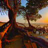 The Tree &  The Sunset