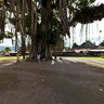 Mendut Banyan Tree