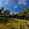 Umabian Taman Sari Ricefields (again!)