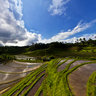 Belimbing Ricefields