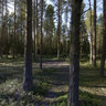 Pine forest after a fire.