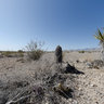 Las Vegas Desert