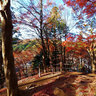 香嵐渓の紅葉 Autumnal Leaves of KOURANKEI